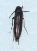 Serropalpus barbatus